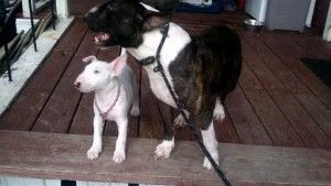 cuccioli di bull terrier dall'aspetto adorabile pronti ora