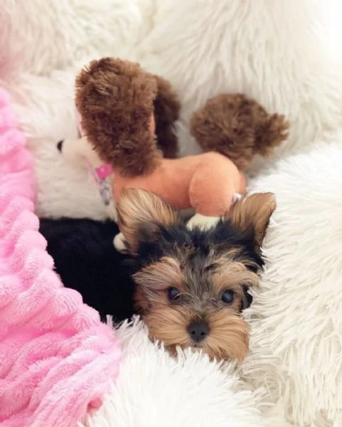 incredibile cucciolo di yorkshire terrier