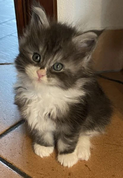 cuccioli maine coon | Foto 4