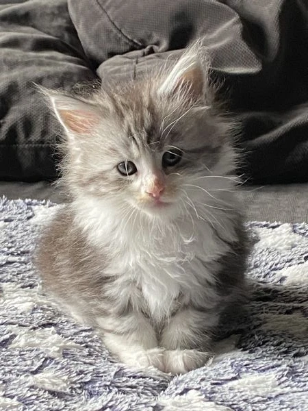 cuccioli maine coon | Foto 3