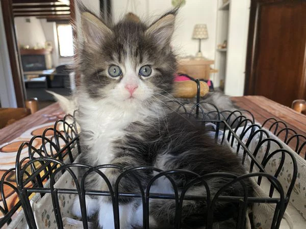 cuccioli maine coon | Foto 1