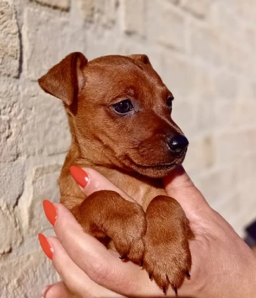 pinscher nano fulvo maschio  | Foto 6