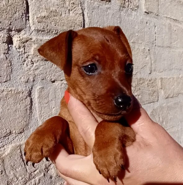 pinscher nano fulvo maschio  | Foto 5