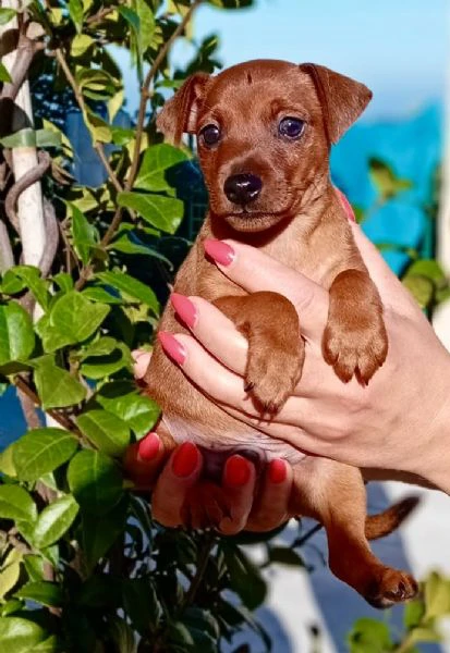 pinscher nano fulvo maschio  | Foto 4