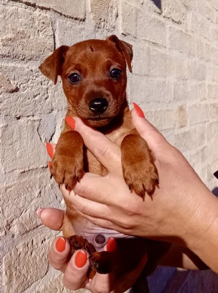 pinscher nano fulvo maschio  | Foto 3