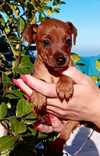 pinscher nano fulvo maschio  | Foto 2