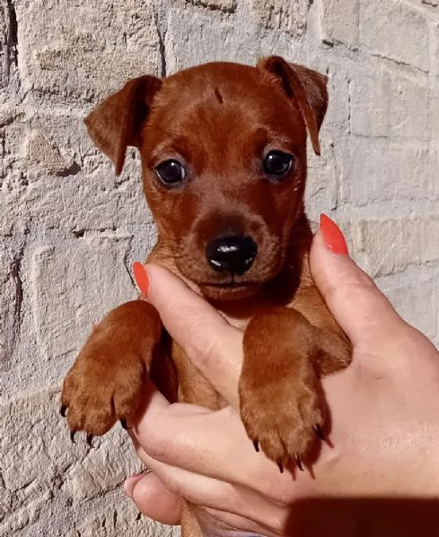 pinscher nano fulvo maschio 