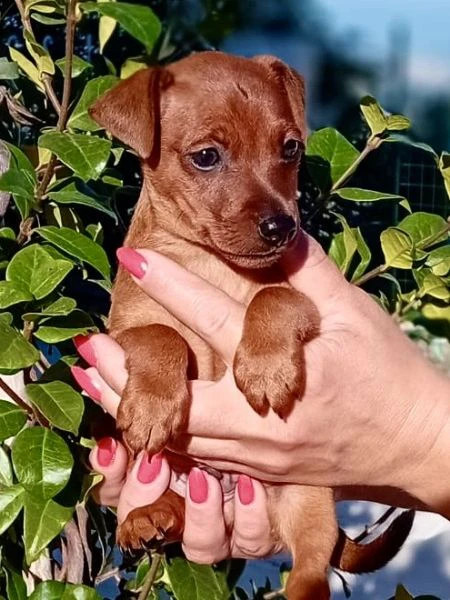 pinscher nano fulvo maschio  | Foto 1