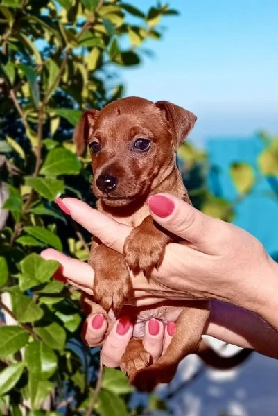 pinscher nano fulvo maschio  | Foto 0