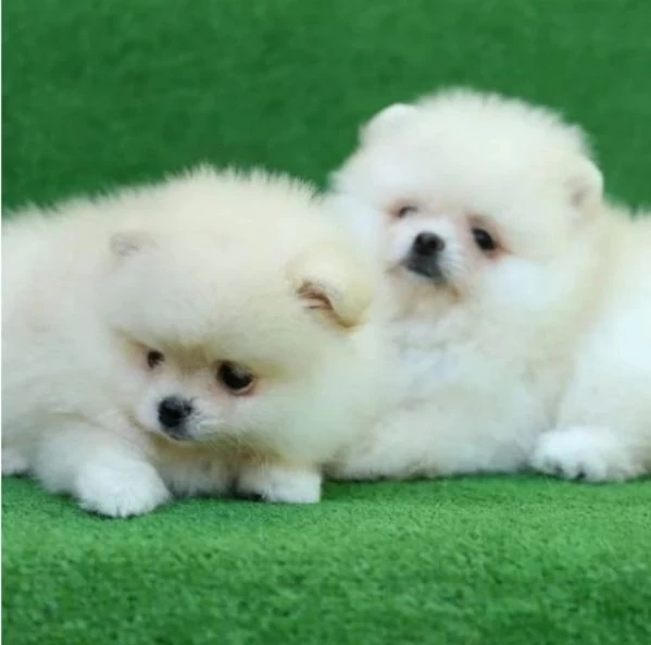 regalo cuccioli di pomerania fantastici