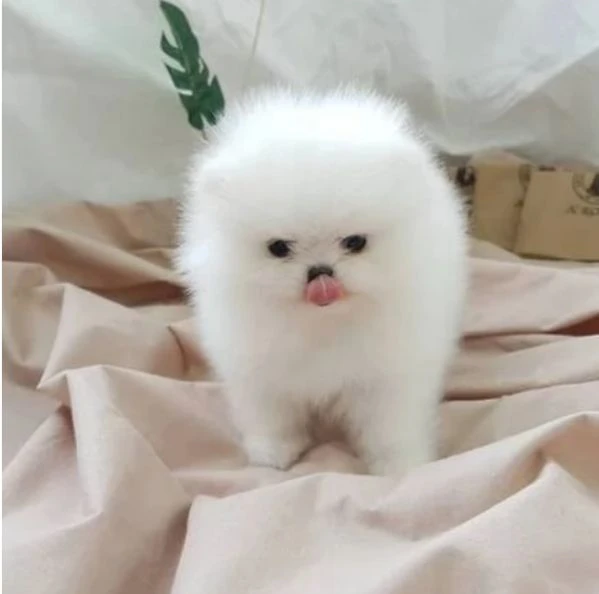 cucciolo volpino di pomerania.