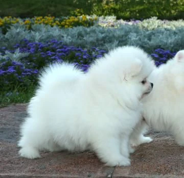 cucciolo volpino di pomerania. | Foto 0