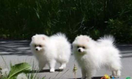 2 volpino di pomerania