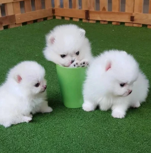 bellissimi cuccioli di pomerania