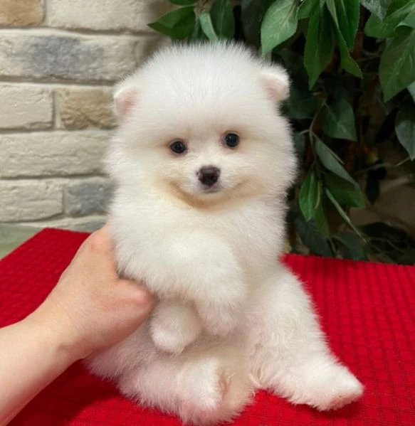 pomerania con pedigree | Foto 0