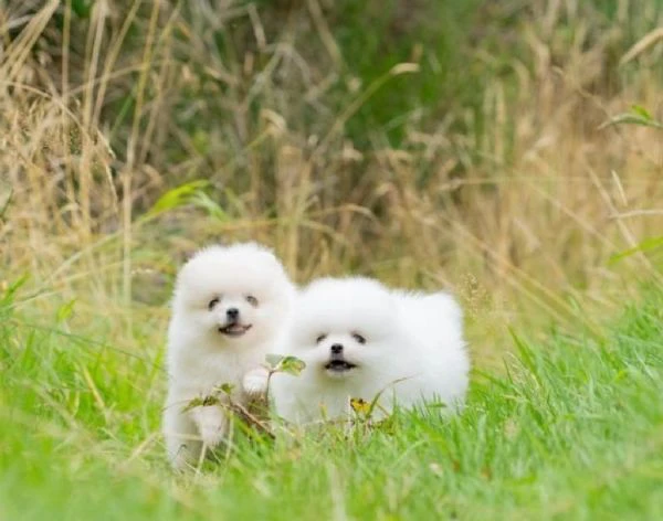 due fantastici cuccioli di pomerania