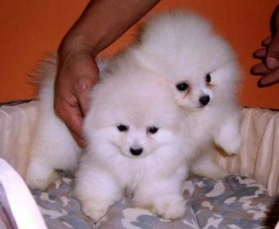 2  pomerania