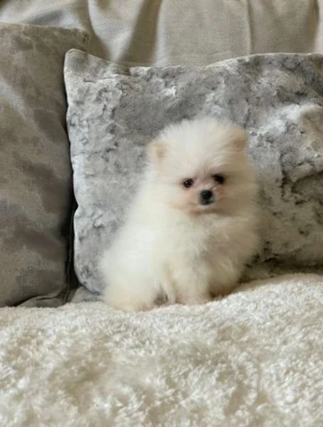 i bellissimi cuccioli di pomerania