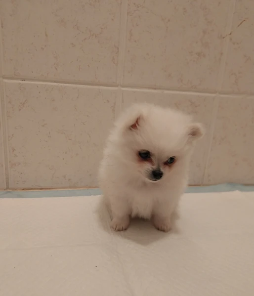 i bellissimi cuccioli di pomerania | Foto 0