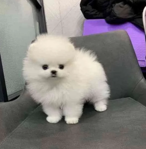 cucciolo pomerania maschio e 2 femmina