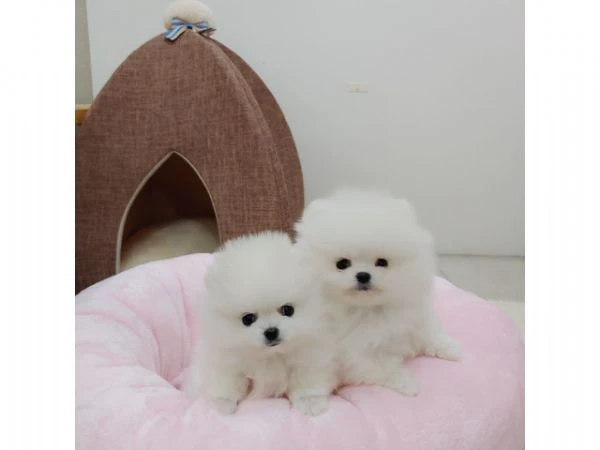 adottare cuccioli di pomerania bellissimi