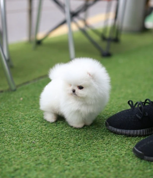 cuccioli di pomerania mini toy femminucce e maschietti 