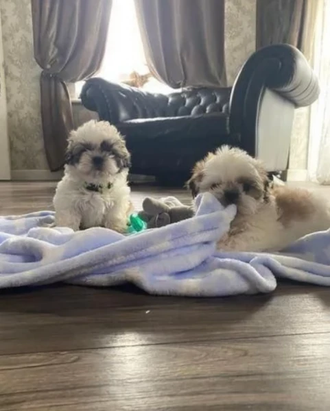 dolcissima femminuccia di shih tzu