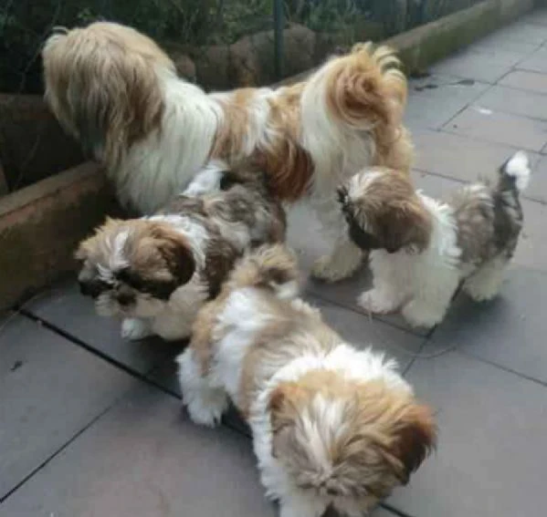 regalo cuccioli di shih tzu ottima genealogia,