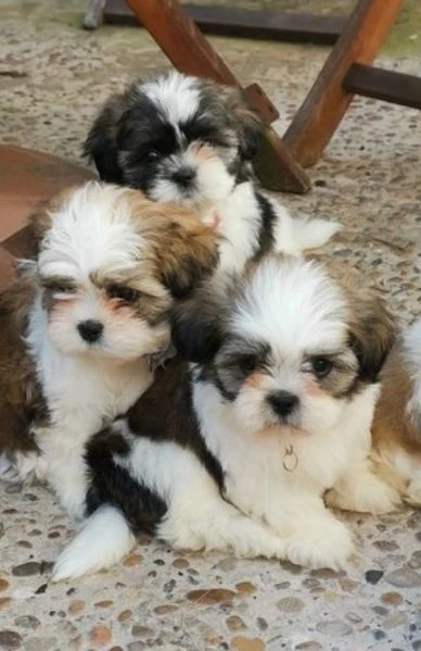 cuccioli di shihtzu con pedigree