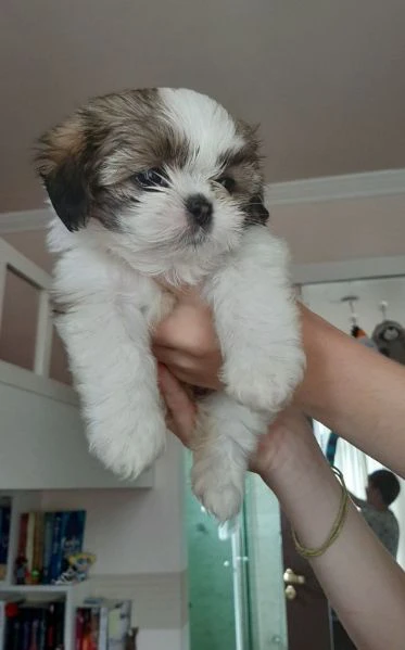 regalo cucciolo bellissimi cuccioli di shihtzu | Foto 0