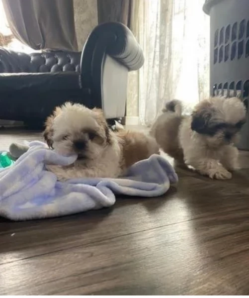 disponibile cucciolata shih tzu 