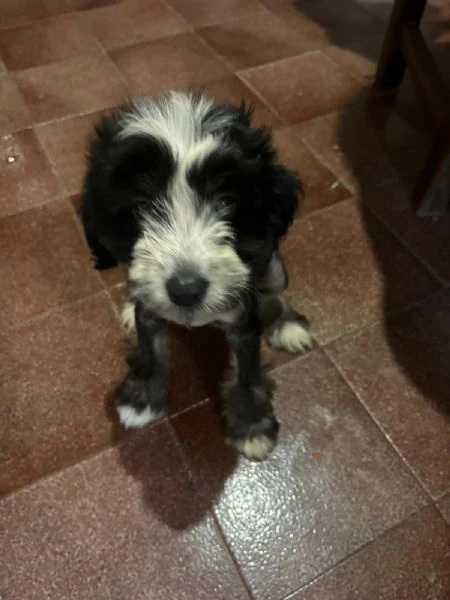 cucciolo maschio incrocio tra crested e barboncino 