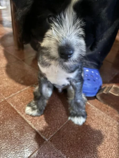 cucciolo maschio incrocio tra crested e barboncino  | Foto 1