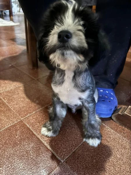 cucciolo maschio incrocio tra crested e barboncino  | Foto 0