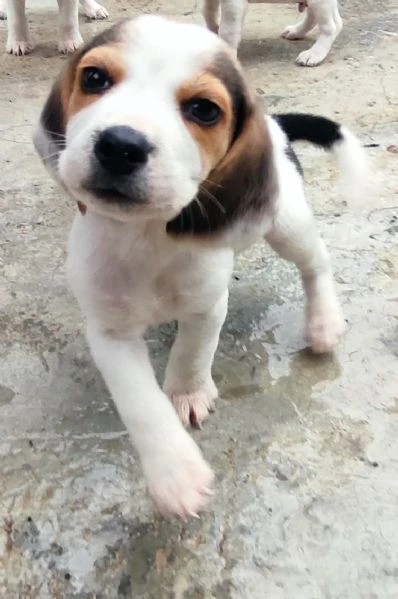 cuccioli di beagle con pedigree enci