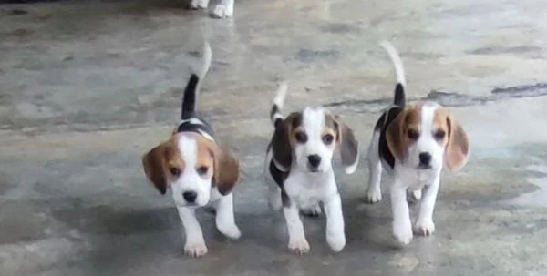 cuccioli di beagle con pedigree enci | Foto 1