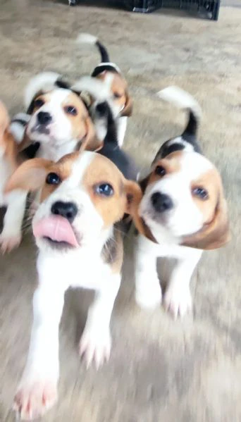 cuccioli di beagle con pedigree enci | Foto 0