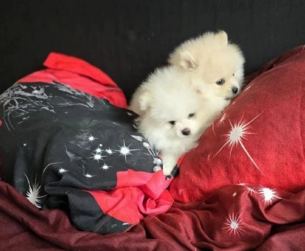 cuccioli di volpino pomerania