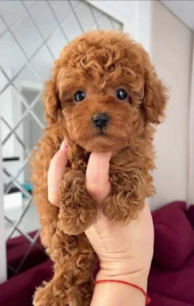 due cuccioli barboncini di 3 mesi 