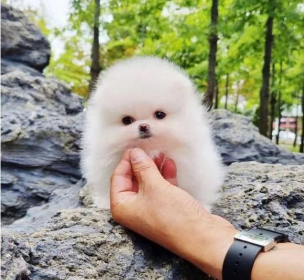 regalo cuccioli di pomerania maschio o femmina