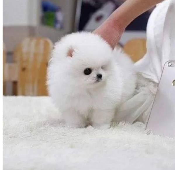 regalo cuccioli di pomerania maschio o femmina | Foto 0