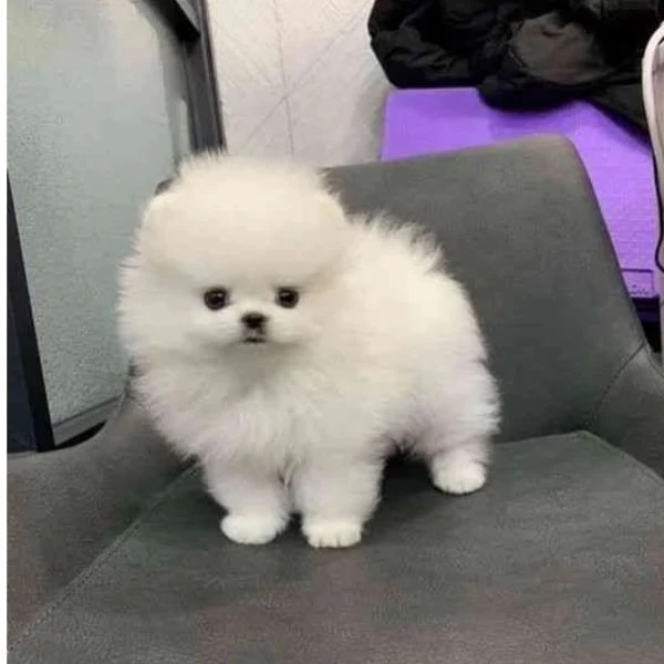 regalo cuccioli di pomerania bellissimi