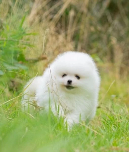 cuccioli spitz tedesco nano (volpino pomerania)