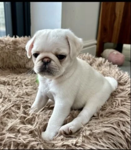 cuccioli di carlino nati il 1ottobre | Foto 0