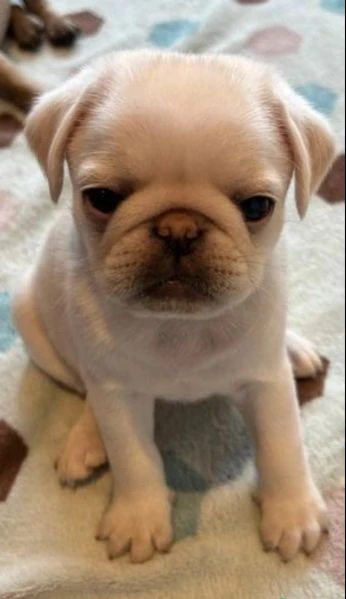 cuccioli di carlino maschi e femmine  | Foto 0