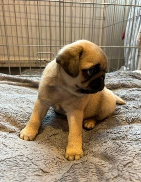 cuccioli di carlino maschi e femmine 