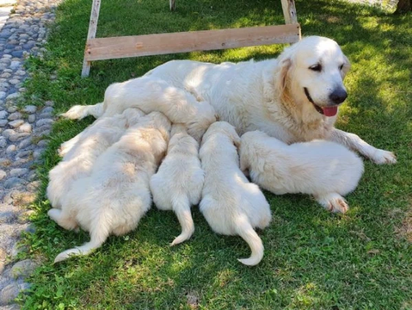 disponibili cuccioli di golden retriever con pedigree.