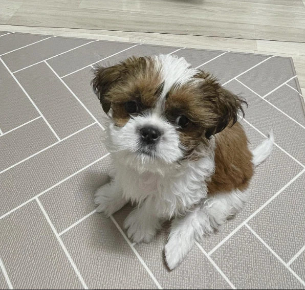 cuccioli di shih tzu in vendita