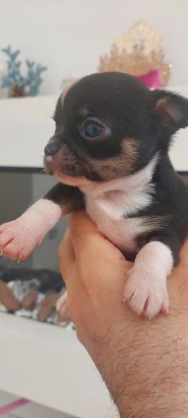 chihuahua mini boy,  pedigree enci  | Foto 6