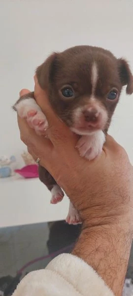 chihuahua mini boy,  pedigree enci  | Foto 5